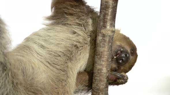 Amazing sloth hanging on white background