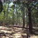 Beautiful Forest 2 - 4k - VideoHive Item for Sale