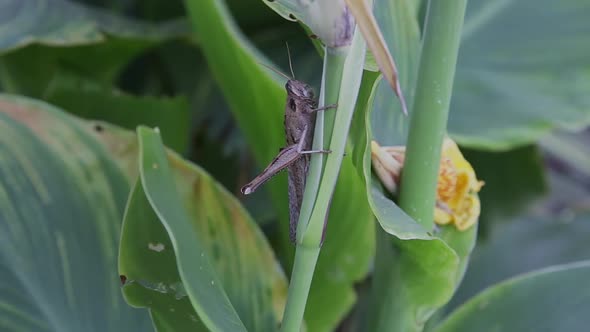 Brown American Grasshopper Locust