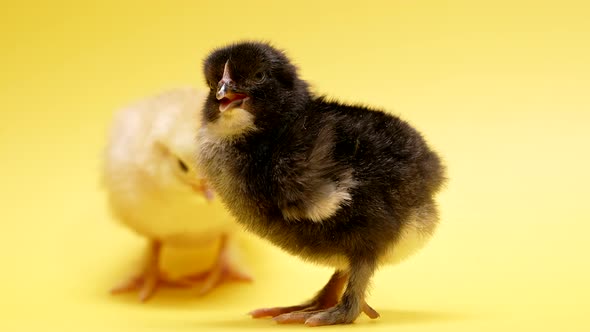 Newborn Yellow and Black Chicks