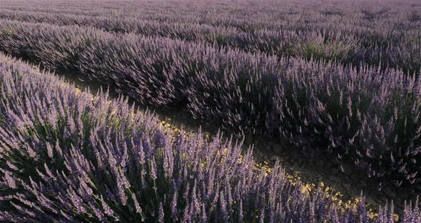 Field of lavenders, occitanie, France