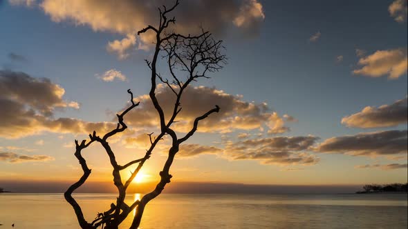 Sun Setting over a Tree in the Ocean on Fraser Island