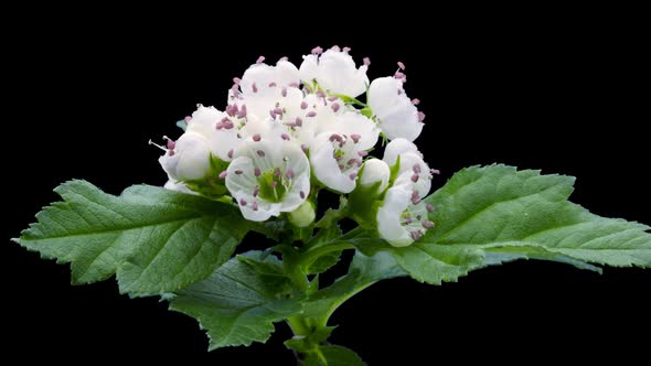 Whitethorn flowers blooming time lapse with alpha channel