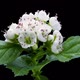Whitethorn flowers blooming time lapse with alpha channel - VideoHive Item for Sale