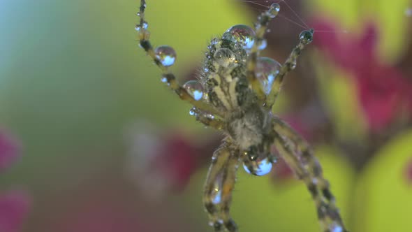 Macro View of a Small Spider with Drops of Water on Its Body