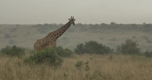This video is about Giraffes in Kenya National Wildlife Park living and eating from bush. This video