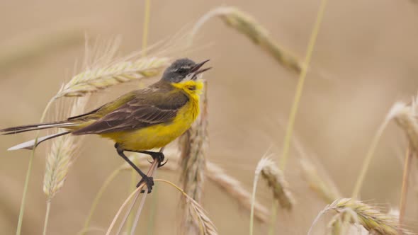 Western Yellow Wagtail