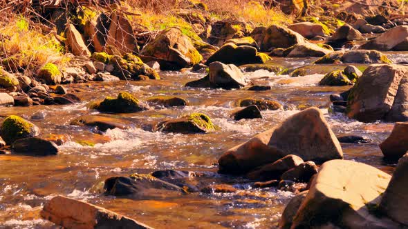 Stream Along Yellow Forest