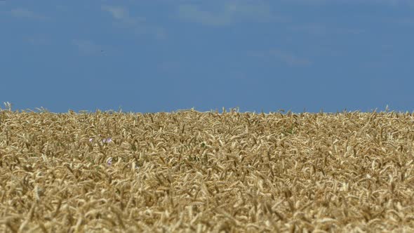 A Field of Barley and Wheat