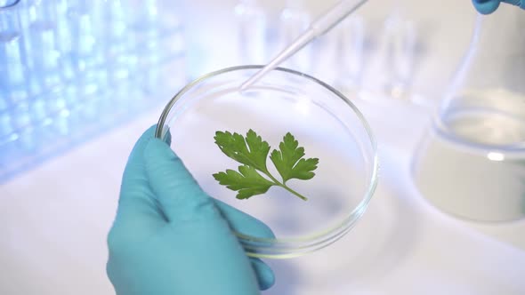 Genetically Research Agriculture Scientist Observes with Magnifying Glass Plants