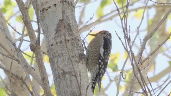 Red-naped Sapsucker Pecks at Tree Trunk Slow Motion