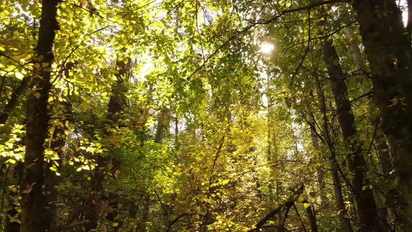 Forest with Trees in an Autumn Day