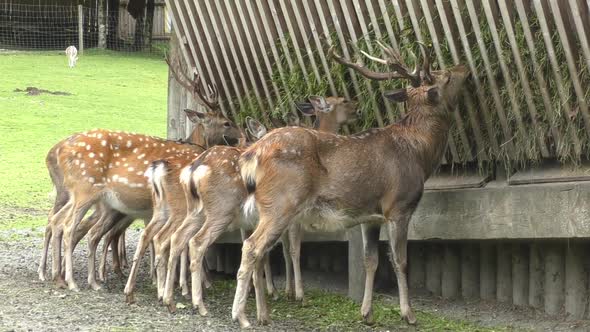 Row Of Deer Eating Fresh Cut Grass At Zoo In Austria
