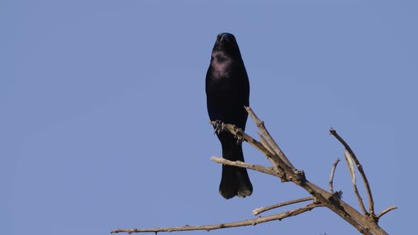 A solo wild shiny cowbird; molothrus bonariensis with sharp beak perched at the tip of tree branch i