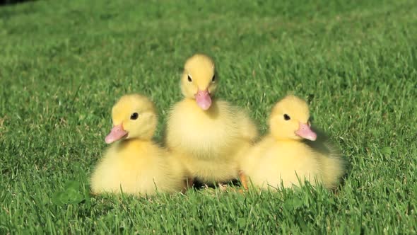 Three duckings on grass, running off