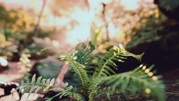 Misty Rainforest and Bright Sun Beams Through Trees Branches