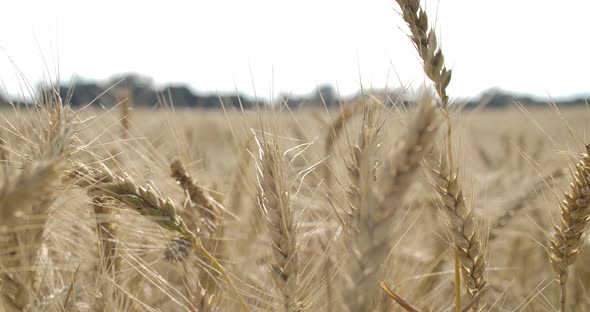 Golden Wheat Field