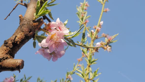 Prunus persica tree flowers in front of blue sky 4K 3840X2160 UltraHD footage - Peach tree branch wi