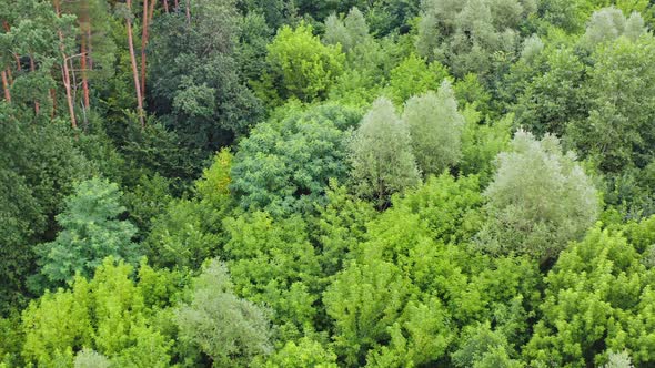 Light green treetops. Beautiful forest in summer. 