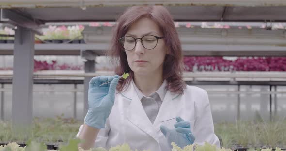 Serious Caucasian Scientist Taking Sample of Plant in Greenhouse. Portrait of Beautiful Mid-adult