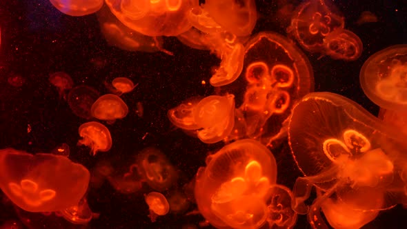 Shiny Vibrant Fluorescent Jellyfish Glow Underwater, Dark Neon Dynamic Pulsating Ultraviolet Blurred