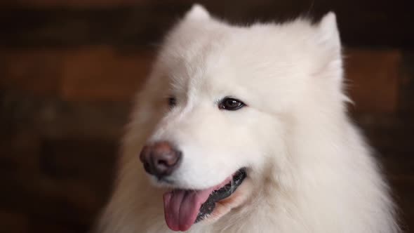 Close-up of the Face of a White Dog of the Breed Samoyed