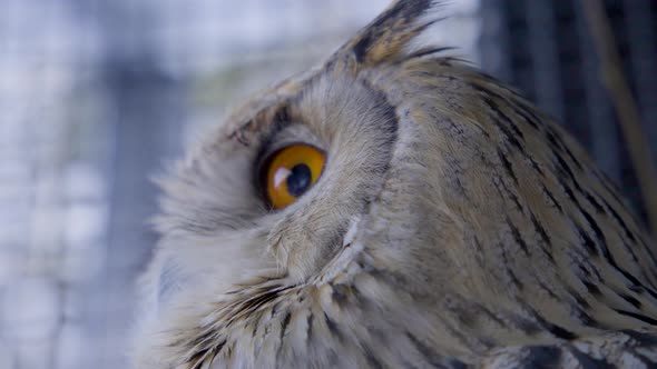 Close up of orange eyes of Siberian eagle owl.