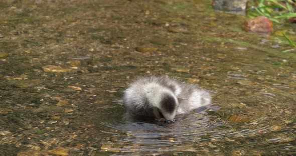 Barnacle Goose, branta leucopsis, gosling standing in Water, Normandy, slow motion 4K