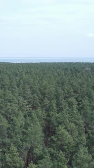 Vertical Video of Pine Forest Aerial View Slow Motion