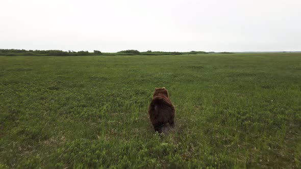 Drone View of a Brown Bear Running Across a Swampy Area Among the Grass