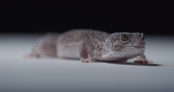 Spotted Gecko with Big Eyes is Looking and Sticking Its Tongue Out