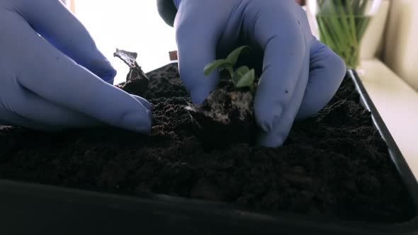 Planting cucumber sprouts in little home garden tray .