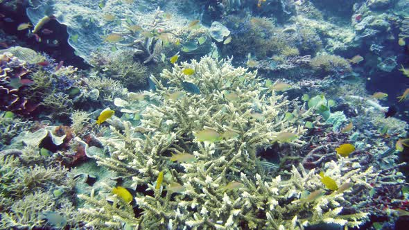 Coral Reef with Fish Underwater