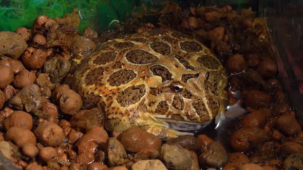 Argentine Horned Frog or Pac-man Frog - Ceratophrys Ornata. Close Up. Macro Shot