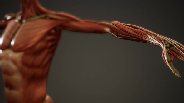 Muscular System of Human Body Animation
