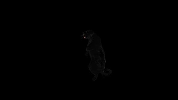 Panther Dancing HD