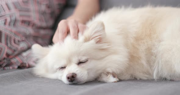 White Pomeranian Dog Sleep on Sofa