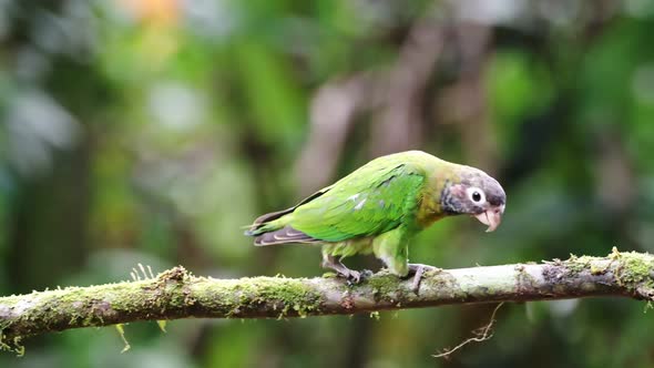 Costa Rica Parrot, Brown Hooded Parrot (pyrilia haematotis), Tropical Bird and Wildlife in Rainfores