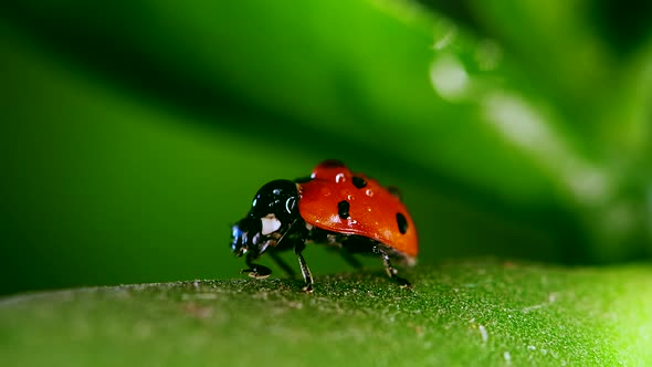 Red Ladybug Crawl on Blade of Grass Against Blurred Nature Background