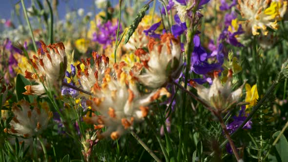 Wild Flowers in Alpine Meadows, Camera Moving Forward