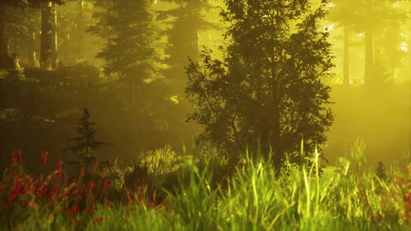 Panoramic View of the Majestic Evergreen Forest in a Morning Fog