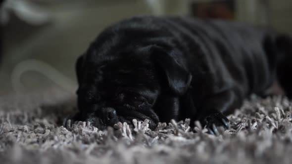 Old black pug laying sleepily on carpet getting a head rub, close up.