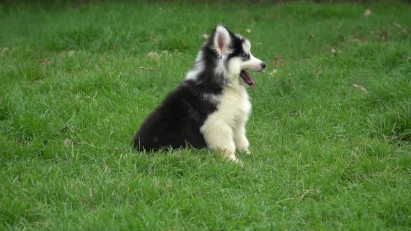 Cute Siberian Husky Puppy Lying And Looking On Green Grass