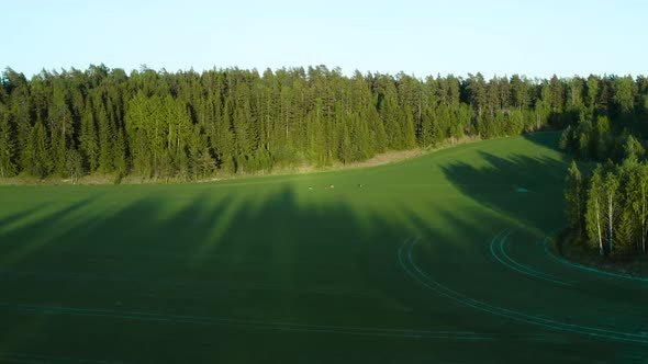 Approaching aerial view towards deer, grazing on a green field, on the countryside of Finland, sunny