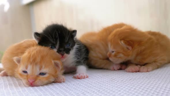 Little Fluffy Four Kittens Are Two Weeks Old, Crawling Around on a White Rug