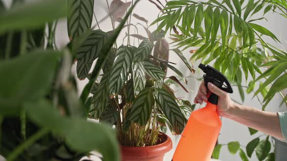 Floriculture Young Woman Sprays Green Leaves with Water From a Spray Bottle While Caring for Potted