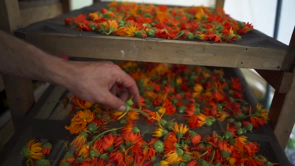 Fresh Calendula Flowers on a Drying Rack. Filmed in slow motion