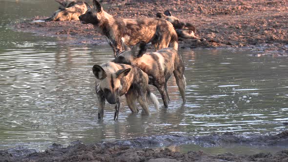 A pack of African wild dogs wade through a shallow pan in Africa to cool off from the hot sun.