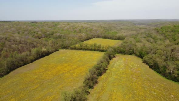 Aerial Shot Of Inspecting Farm Fields With Yellow Flowers