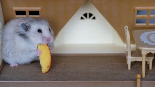 hamster sits in a doll's toy house and eats a peach